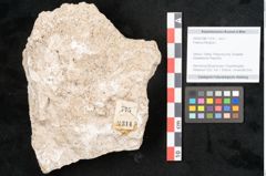 Foto (Objekt + Etikett) von Fraxinus frangula L. (NHMW-GEO-2024-0188-11314)